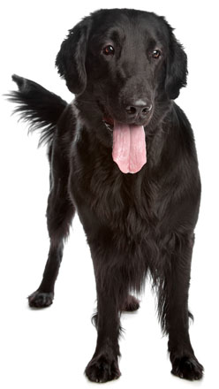 flat retriever coated dog dogs breeds exclusive vanished puppy sandra brown animals justdogbreeds books characteristics
